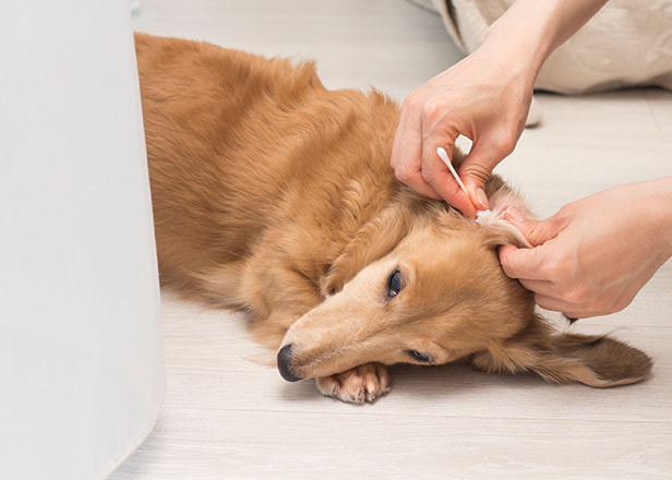 犬